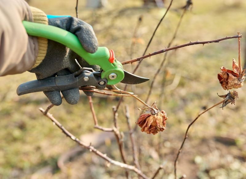 Przycinanie róż ma wpływ na kondycję krzewów.