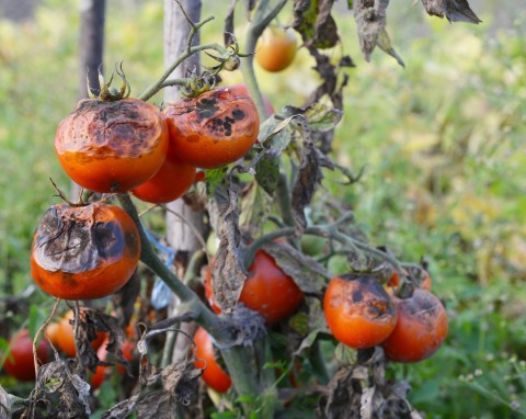 Zmienna pogoda niszczy pomidory, choroby atakują – czy to koniec uprawy? Ogrodnik radzi, co robić