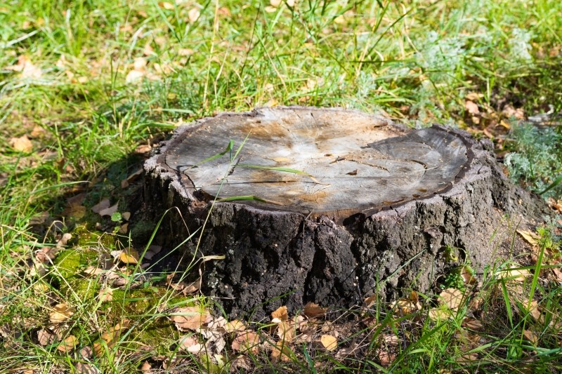 pień po ściętym drzewie 