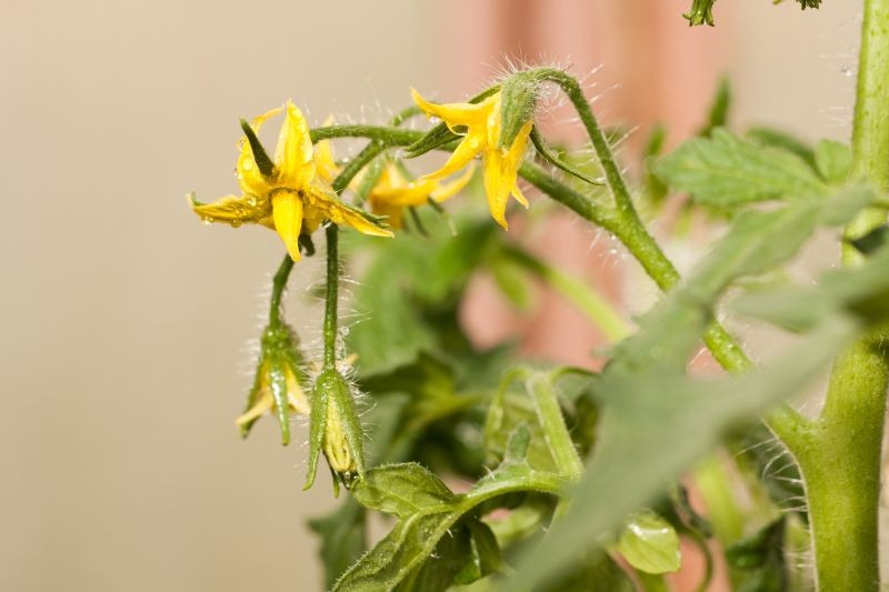 Samodzielne zapylanie pomidorów nie jest trudne, ale wymaga cierpliwości.