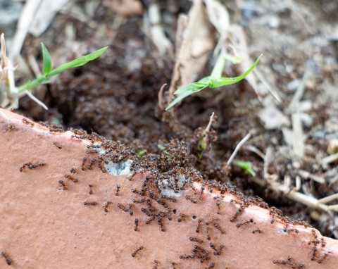 W ogrodzie mam zatrzęsienie mrówek. Wykorzystałam patent koleżanki ze Stanów – działa
