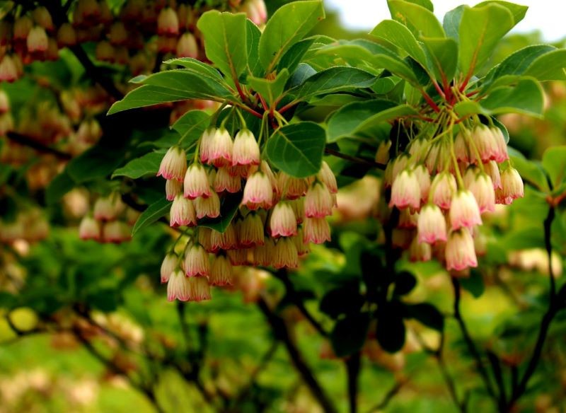 Enkianty mają kwiaty w różnych kolorach.