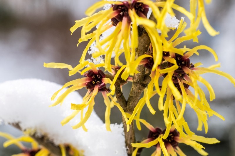 krewy kwitnące wczesną wiosną