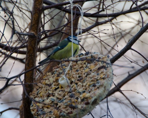 Takiego karmnika nie ma żaden sąsiad. Sikorki i rudziki tłumnie zleca do "stołówki" w ogrodzie