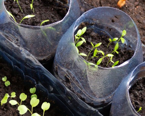 5 roślin, które warto wysiać już w styczniu. Ta metoda siewu gwarantuje zdrowe siewki