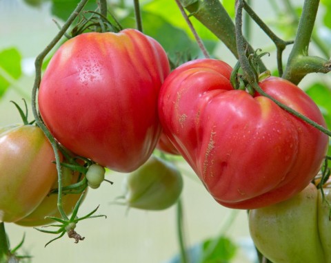 Najlepsze odmiany pomidorów na 2026 rok. Do sadzenia na balkonie, w gruncie i szklarni