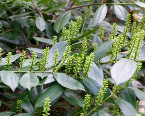 Jest równie popularny jak tuja, ale kwitnie i wygląda elegancko. Hit wśród roślin na żywopłot