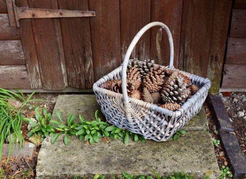 Do ściółkowania można wykorzystać wyłącznie zdrowe szyszki, na których nie ma śladów pleśni.