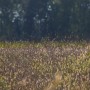 Leśne klimaty, ŚNIADANIE NA LEŚNEJ POLANIE