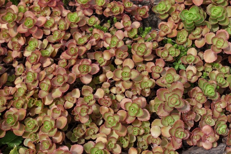 właściwości rozchodnika kaukaskiego