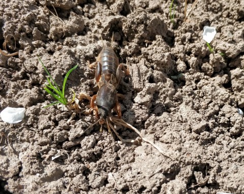 Lepsze niż woda z płynem do naczyń. Szybciutko złapiesz turkucia, który niszczy ci ogród