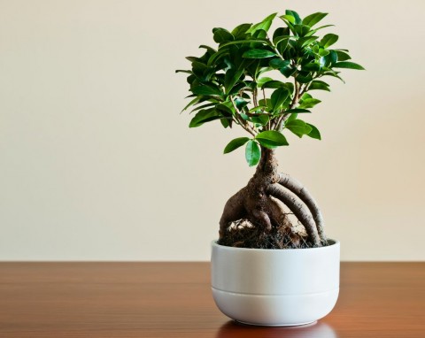 Teraz wszyscy oszaleli na punkcie tej rośliny. Jak dbać o fikusa 'Ginseng', żeby nie zmarniał?