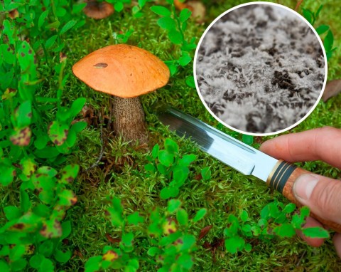 Jak wyhodować leśne grzyby w ogrodzie? Mikoryza i sadzenie grzybni krok po kroku