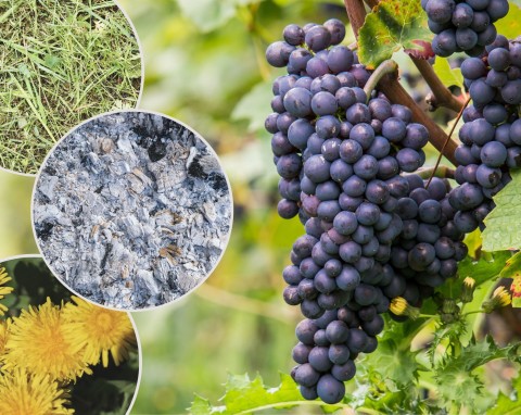 Nawożenie winorośli latem. Organiczne przepisy na duże i słodkie winogrona