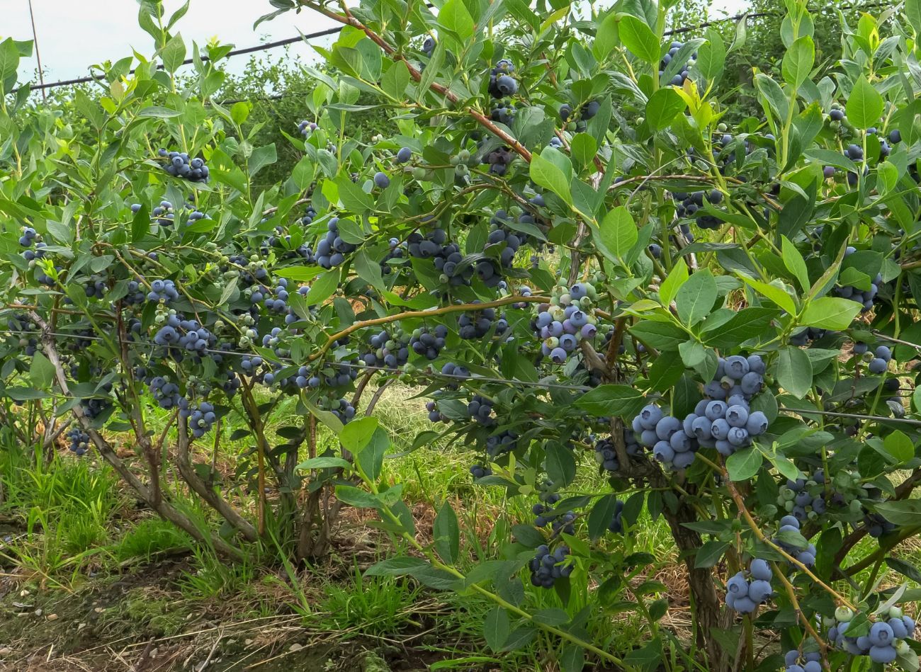  Posadź obok borówki amerykańskiej. Takie towarzystwo zapewni pełne kosze owoców