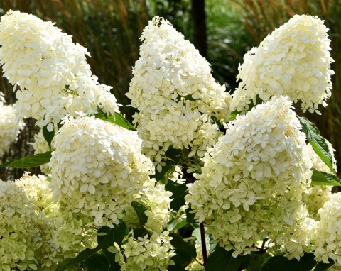 Hortensja bukietowa (Hydrangea paniculata)