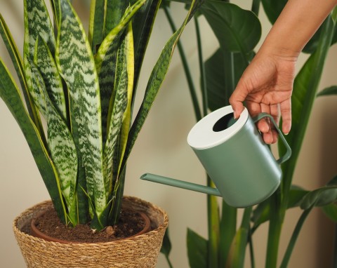 Jak zrobić wermikompost w domu? Wykorzystanie do roślin w ogrodzie i doniczkach