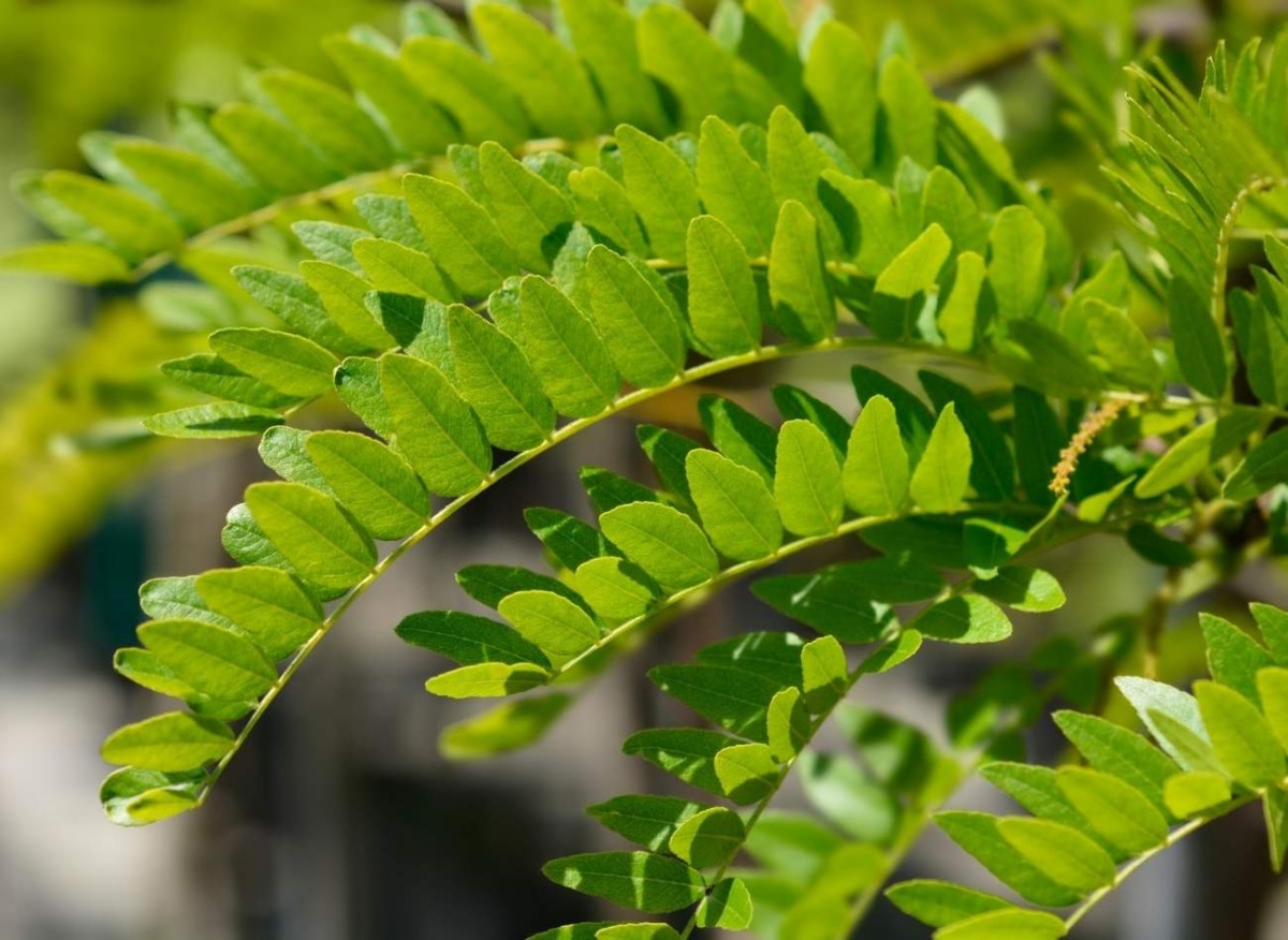 Glediczja trójcierniowa