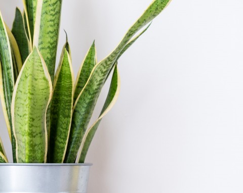 Ani co drugi dzień, ani raz w tygodniu. Jak prawidłowo podlewać sansewierię w zimie?