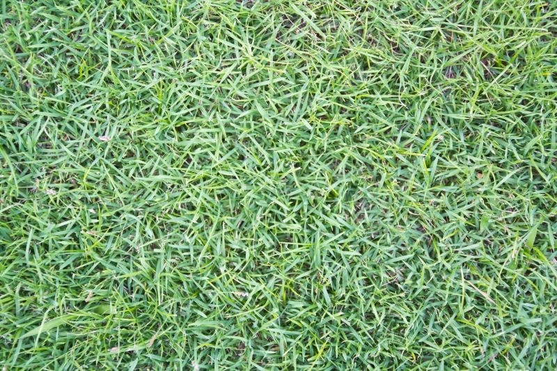 Warto zachować odstęp czasowy między wapnowaniem a nawożeniem trawnika.