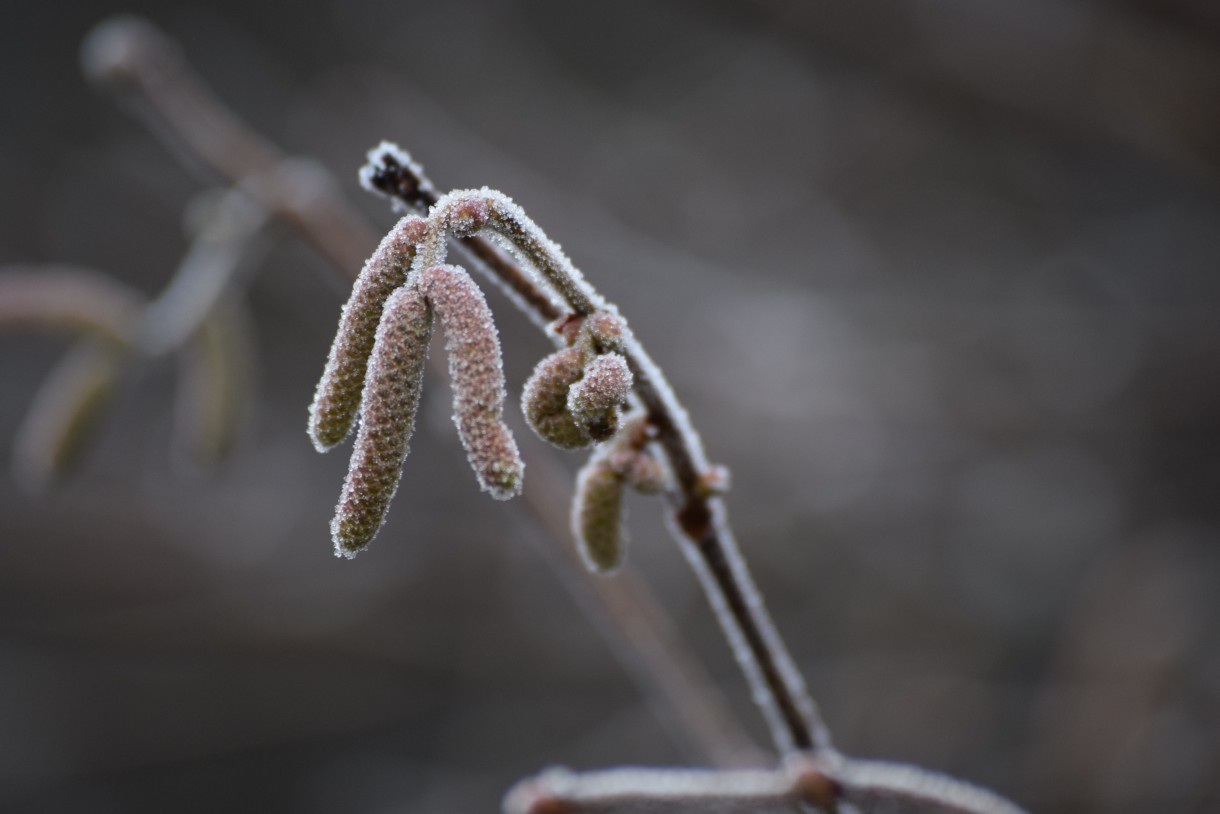 Leśne klimaty, WINTER ART ...