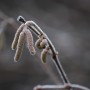 Leśne klimaty, WINTER ART ...