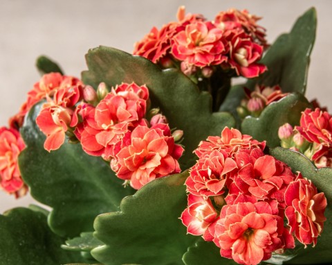 Kalanchoe Blossfelda (Kalanchoe blossfeldiana)