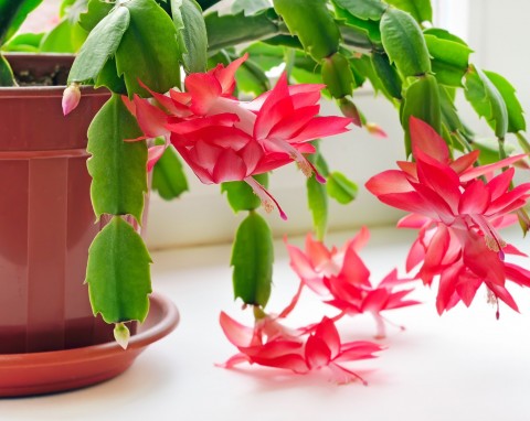 Jak sprawdzić, czy grudnik został przelany? Mam swoją metodę na podlewanie, która pobudza do kwitnienia