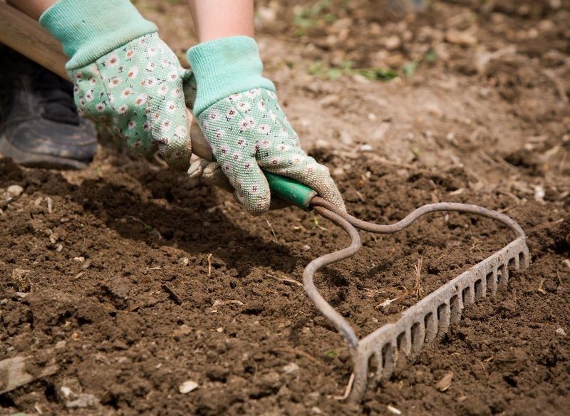 Wysiewając nasiona kwiatów wprost do gruntu, odpowiednio przygotujmy stanowisko.
