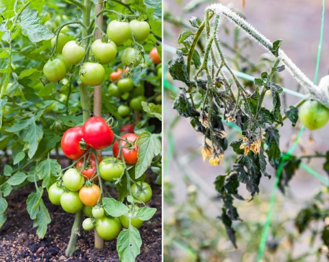 Jaki przymrozek wytrzyma pomidor? Jak przedłużyć zbiory pomidorów jesienią