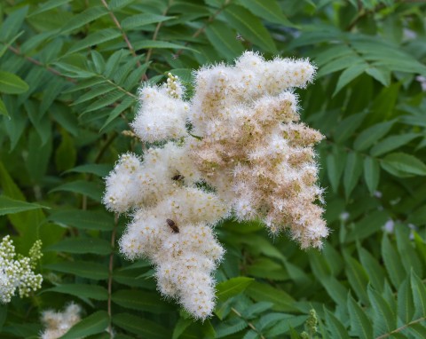 Tawlina jarzębolistna (Sorbaria sorbifolia)