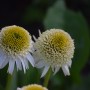 Rośliny, ECHINACEA...