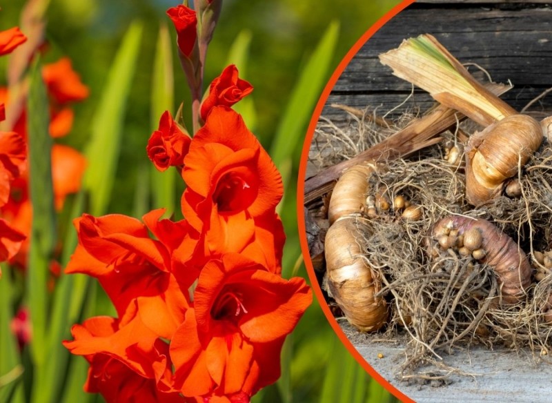 jakie kłącza wykopać we wrześniu