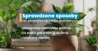 Zielony parapet - pielęgnacja roślin domowych