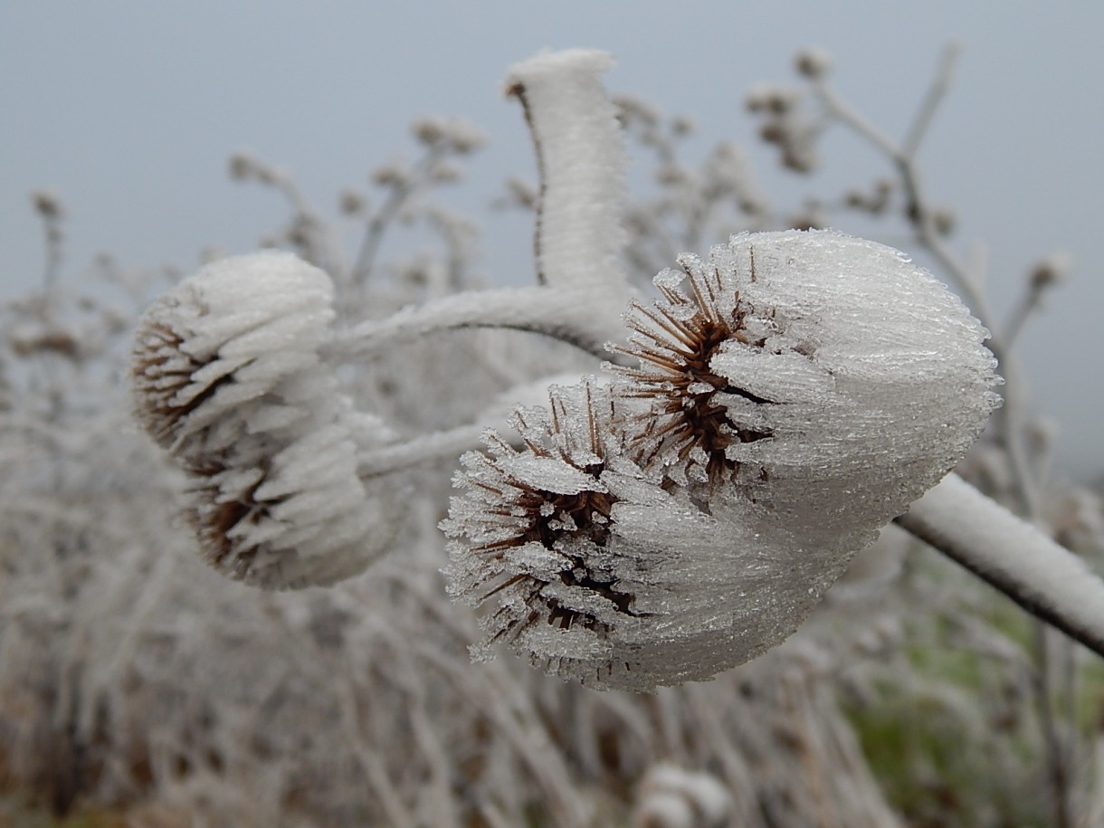 Leśne klimaty, WINTER ART ...