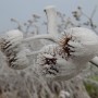 Leśne klimaty, WINTER ART ...