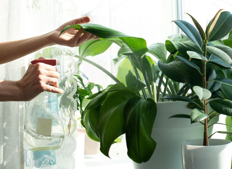 Zimą zraszajmy tylko te rośliny doniczkowe, które lubią ten zabieg.