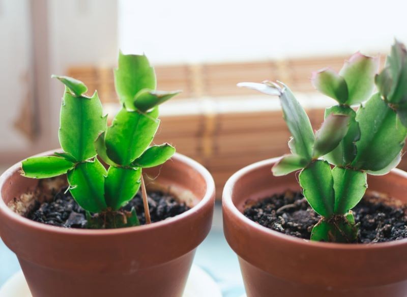 O sadzonki grudnika trzeba odpowiednio zadbać. Fot. CanvaPro