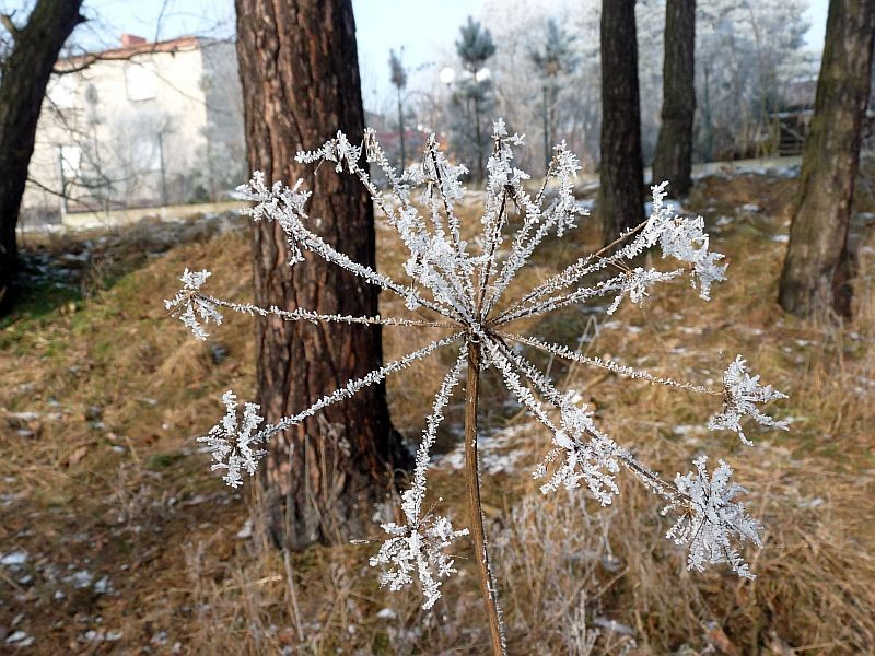 Pozostałe, Szron