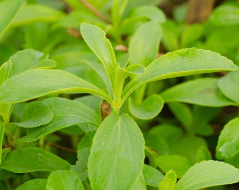 Roślina z parapetu, która działa przeciwwirusowo i obniża cukier. Rośnie szybko, gdy w domu jest ciepło