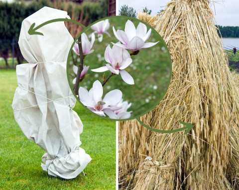 Jak zabezpieczyć magnolie przed mrozem. Czym okrywać magnolie?