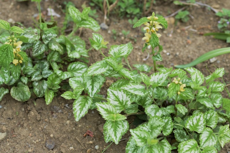 gajowiec żółty uprawa