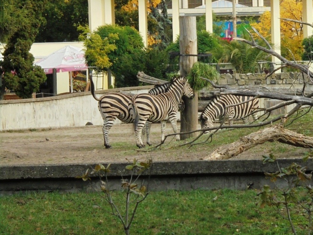 Pozostałe, AFRYKARIUM - WROCŁAW