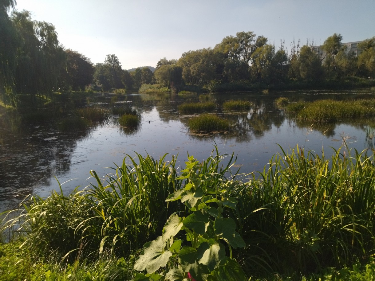 Rośliny, Już październik.................. - Czas  szybko mija ................nie zauważyłam kiedy lato minęło ...............kiedy wakacje się skończyły .............nadeszła jesień..............kolorowa................mglista..............tajemnicza.............prawie nierzeczywista...............