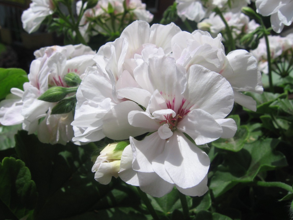 Balkon, Mały balkon w wielkim mieście - Mały balkon w wielkim mieście i nadal cudne biale pelargonie.