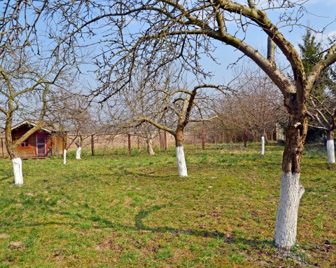 Zimą pojawia się na korze śliwy lub wiśni. Trzeba szybko działać, bo niszczy drzewa pestkowe