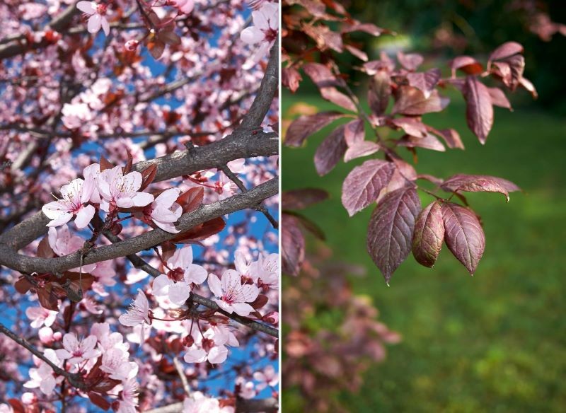 Ałycza może mieć bordowe liście i jasnoróżowe kwiaty.