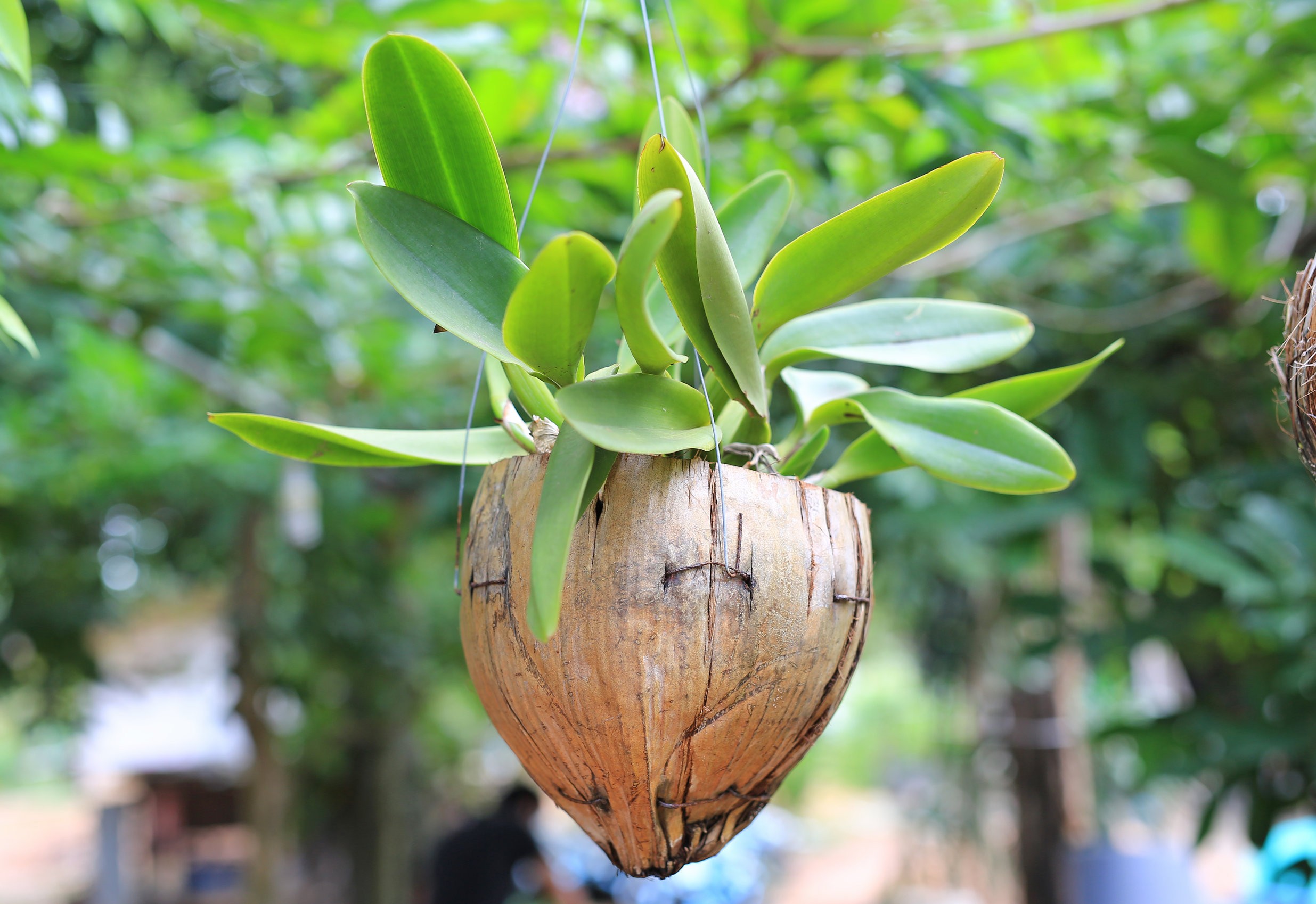 storczyk w łupinie kokosa
