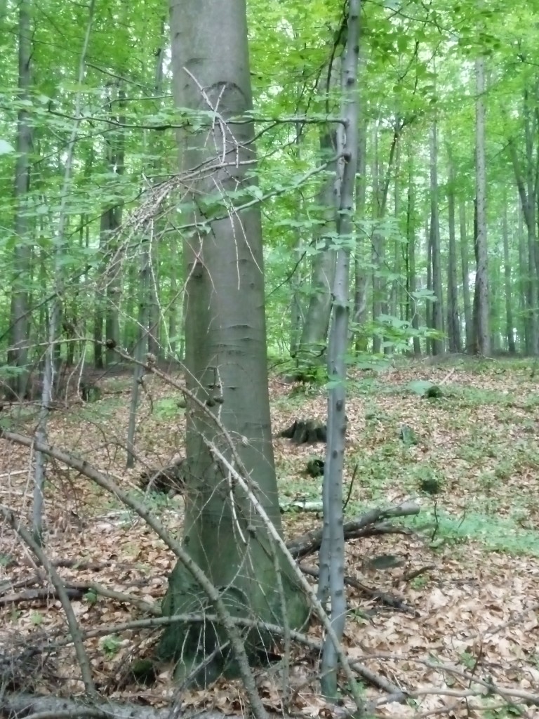 Leśne klimaty, Las bukowy