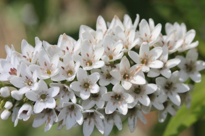 tojeść orszelinową